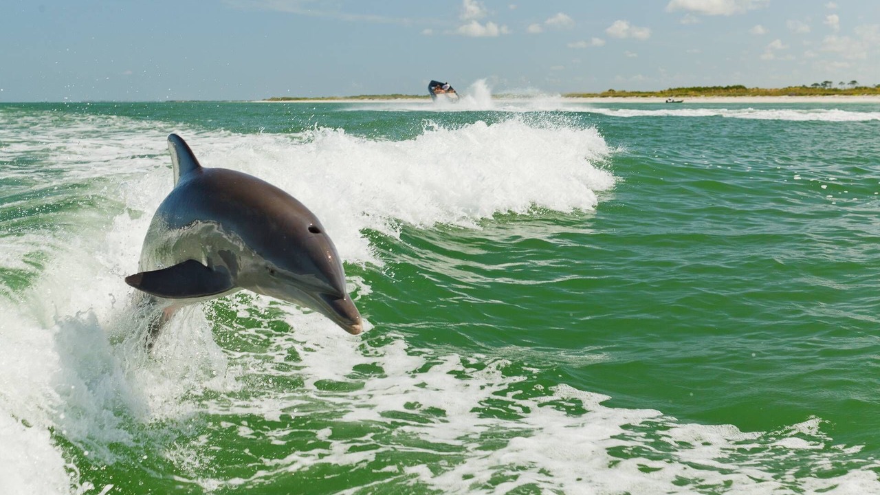 Photo of Others in St. Pete Beach