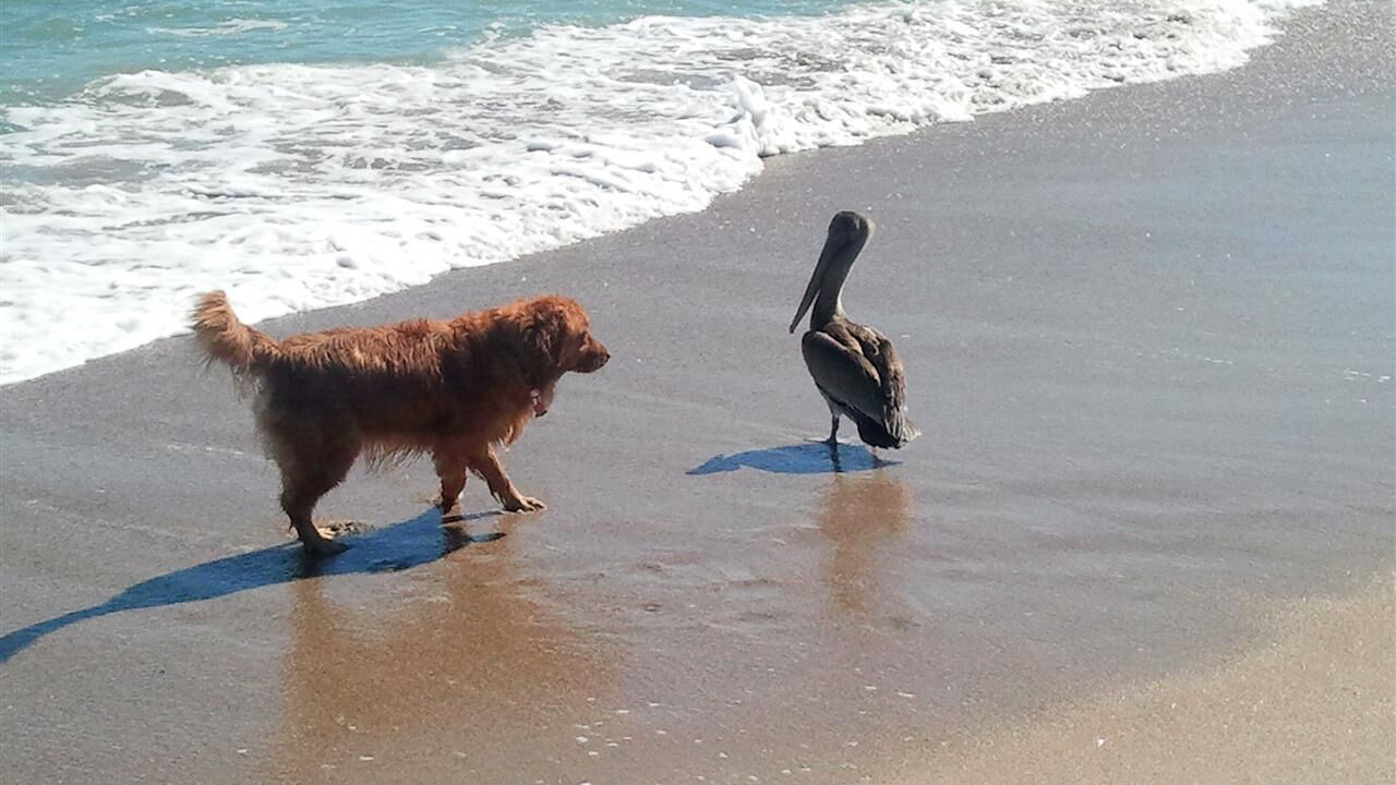 Photo of Others in Ocean Ridge