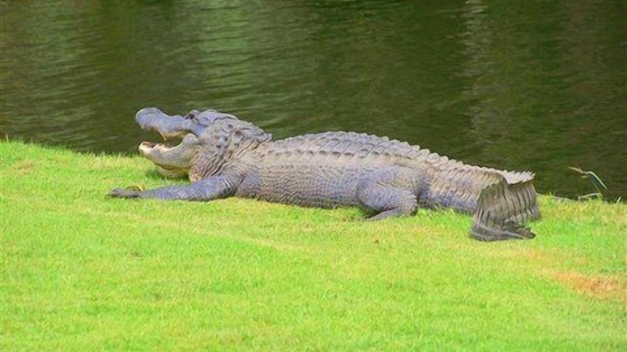 Photo of Others in Ocean Ridge