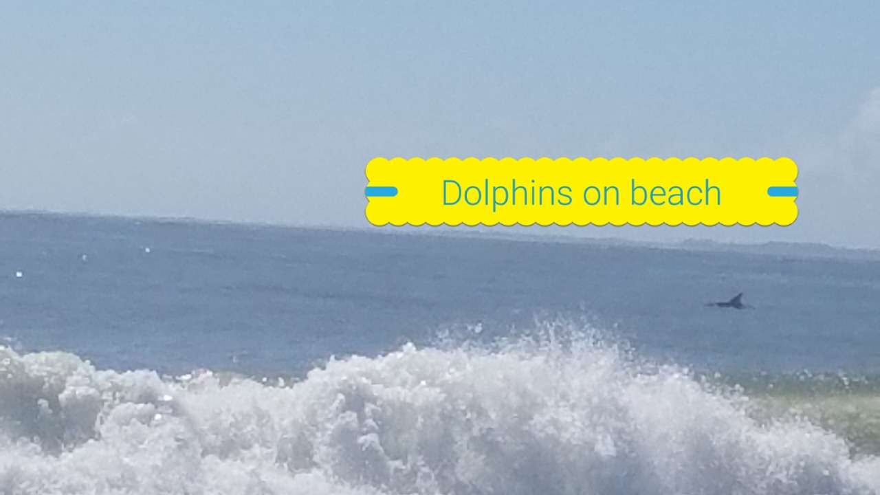 Photo of Others in Sea Pines