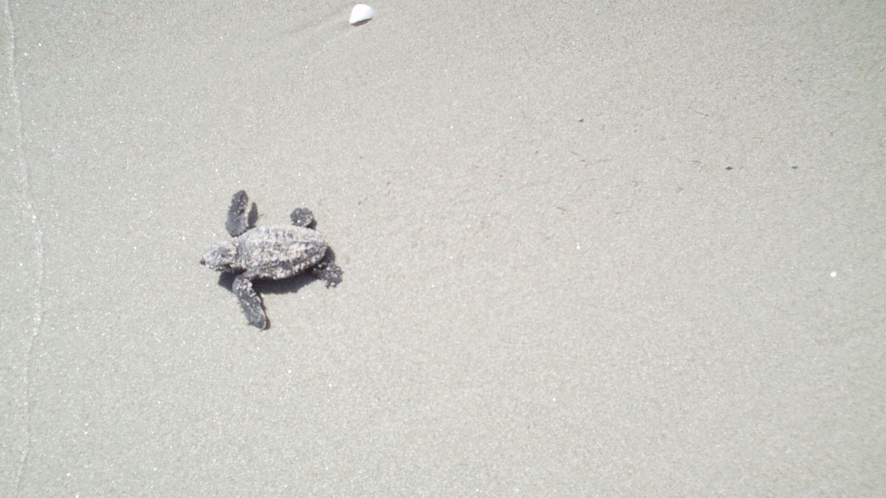 Photo of Others in Melbourne Beach