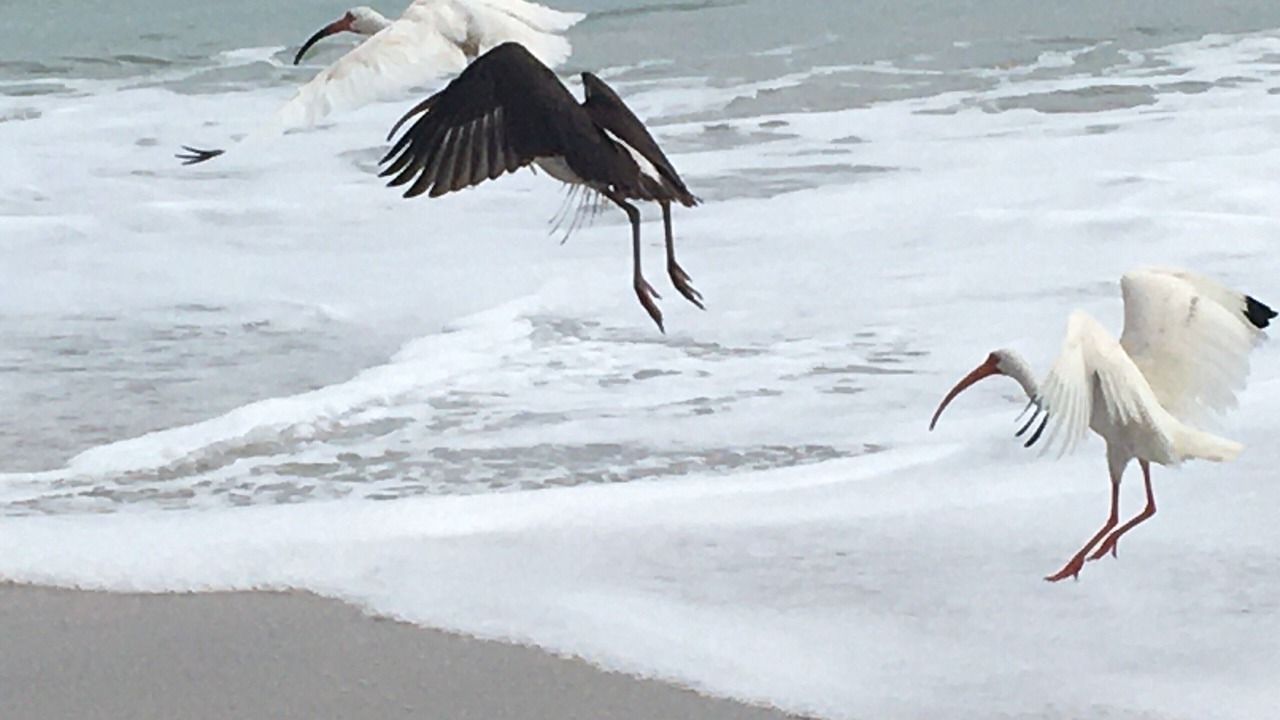 Photo of Others in Melbourne Beach