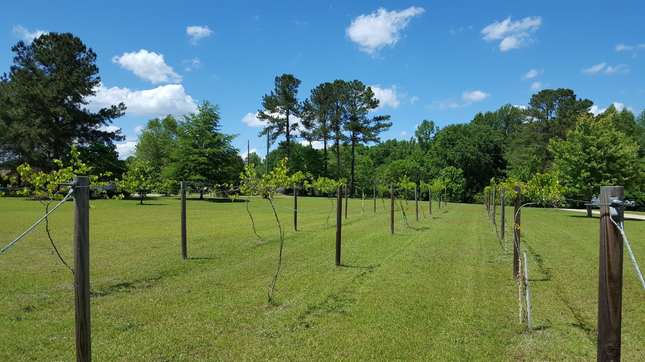 Photo of Outdoor in Lillington