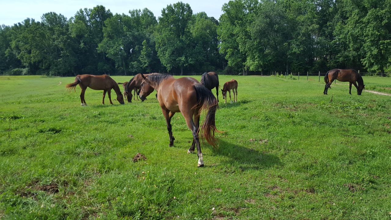 Photo of Outdoor in Lillington