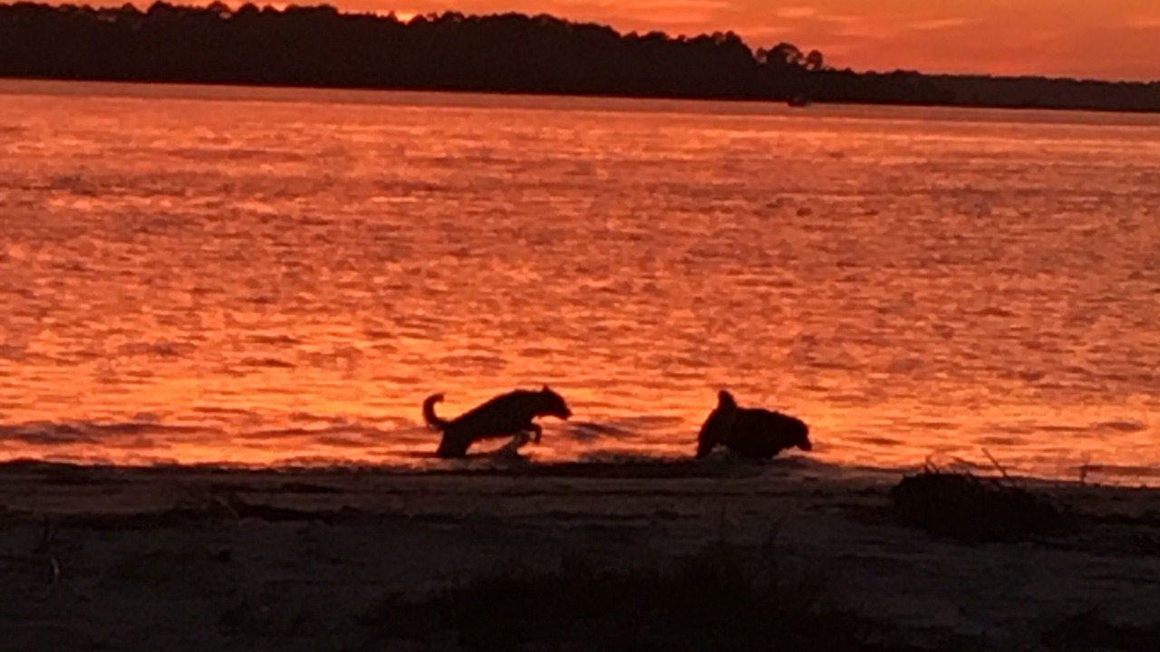 Photo of Others in Edisto Island