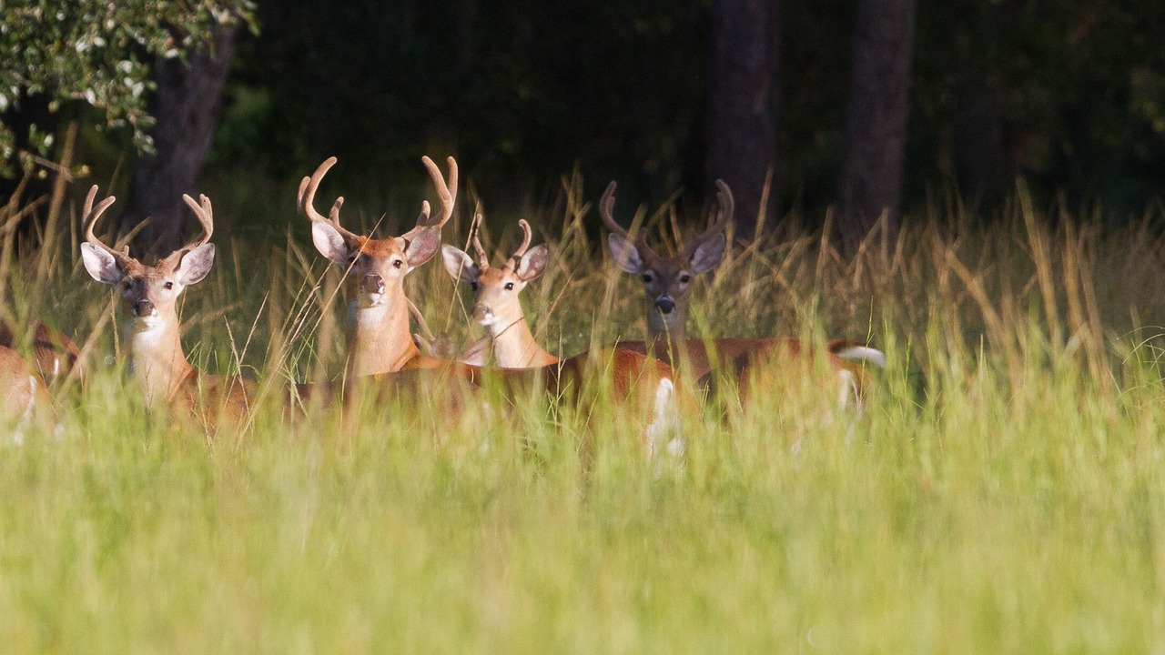 Photo of Others in Wauchula