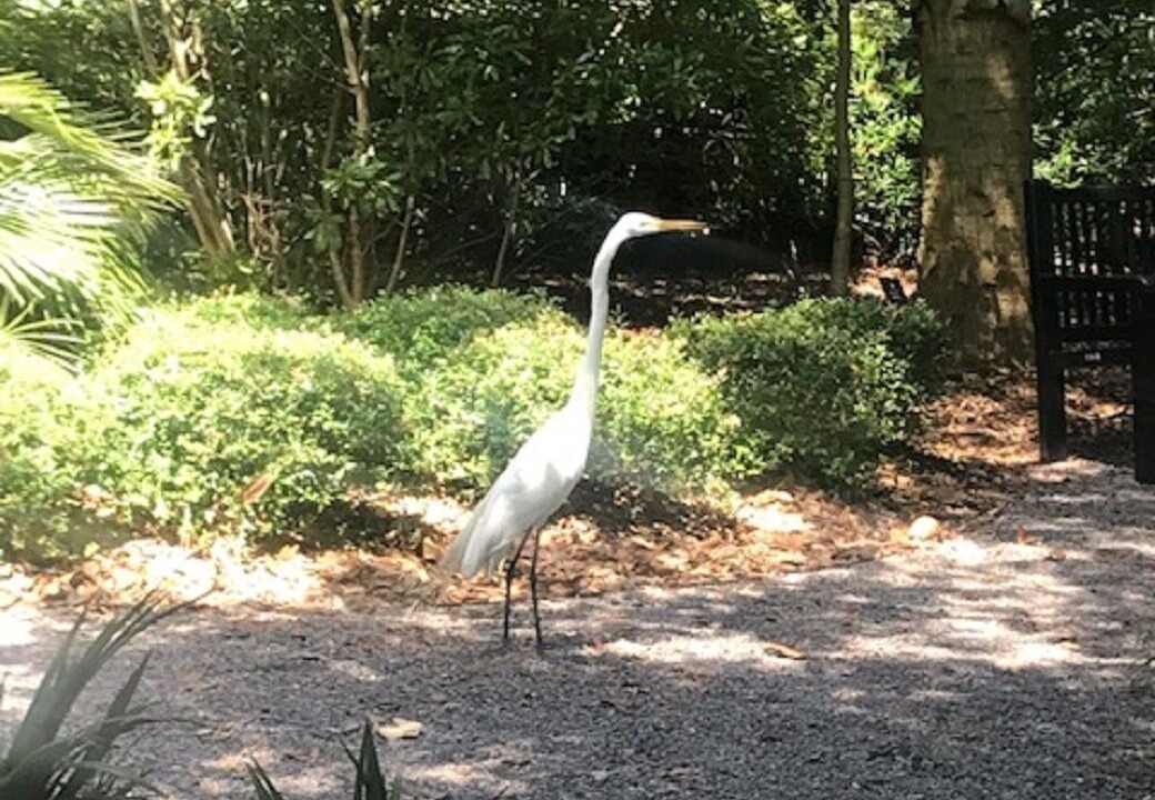 Photo of Others in Kiawah Island