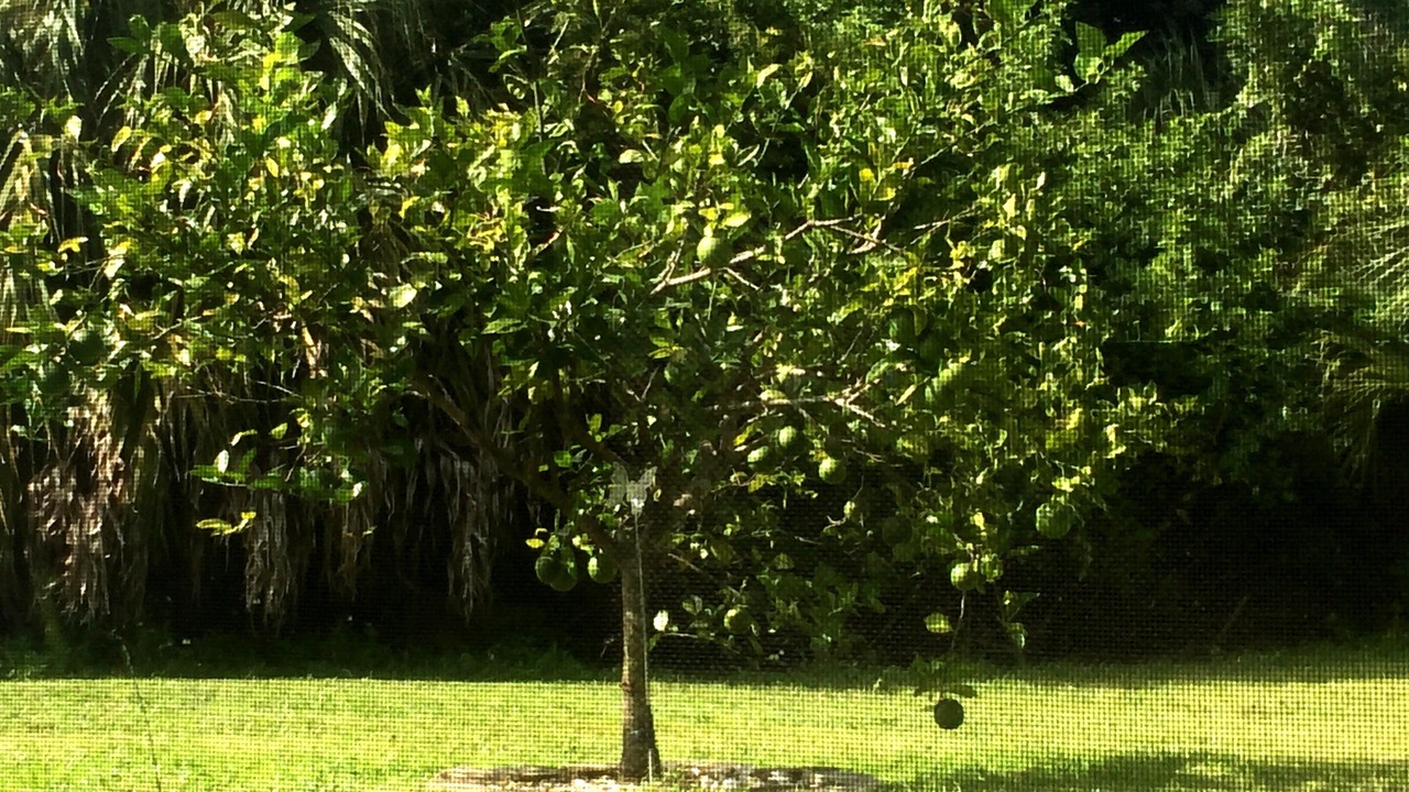 Photo of Outdoor in Port Charlotte