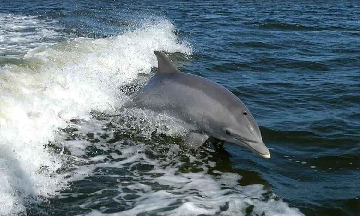 Photo of Others in Melrose on the Beach