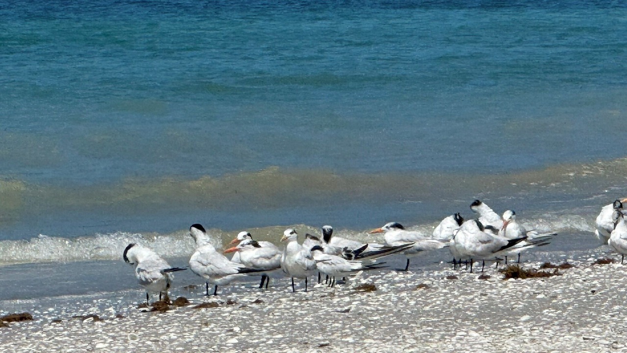 Photo of Others in Tradewinds