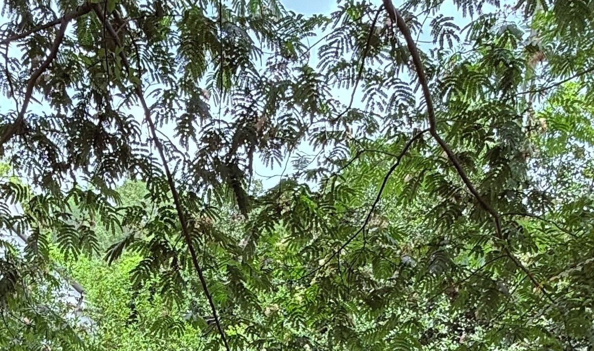 Photo of Others in Aiken