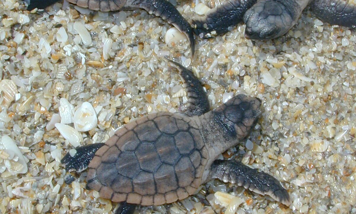 Photo of Others in Floridana Beach