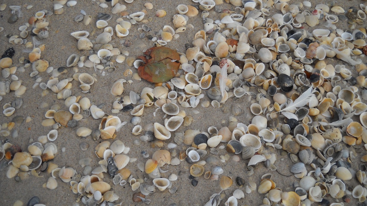 Photo of Others in Melbourne Beach