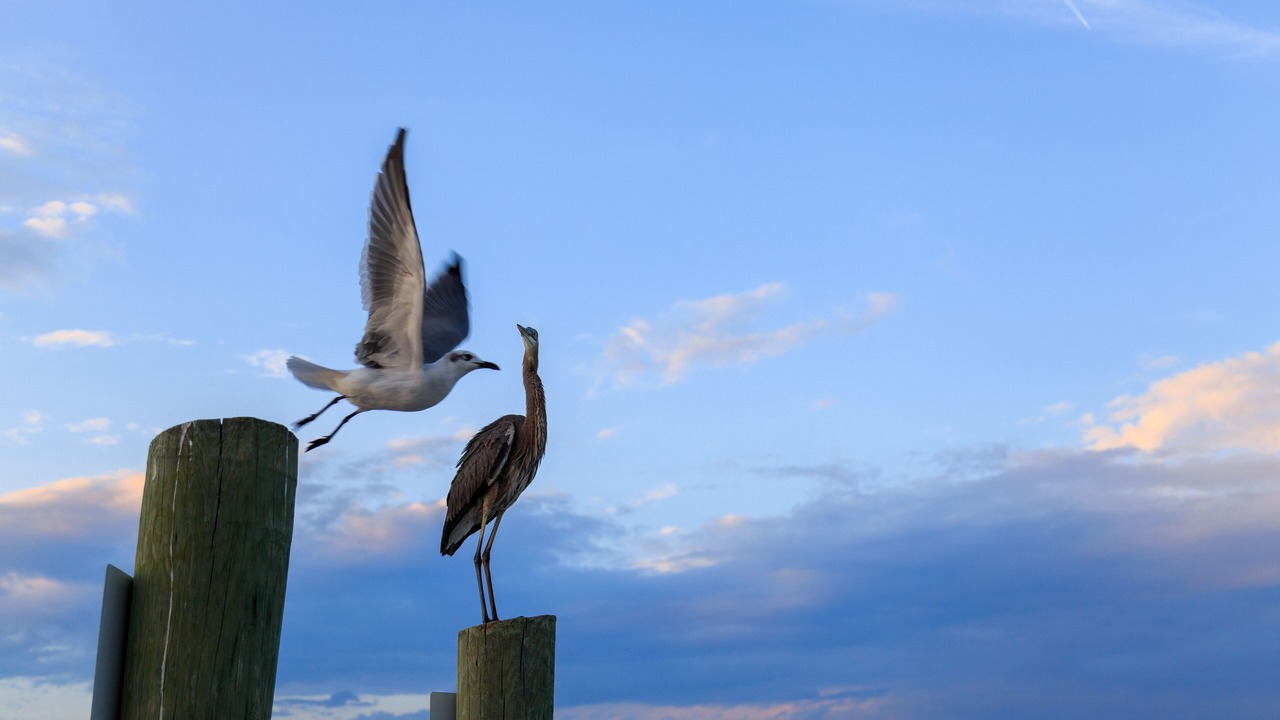 Photo of Others in Hilton Head Island