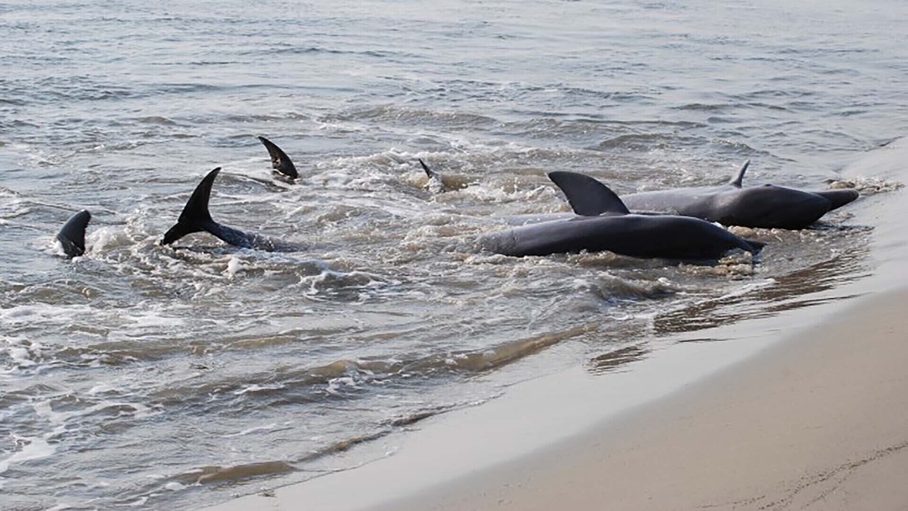 Photo of Others in Seabrook Island