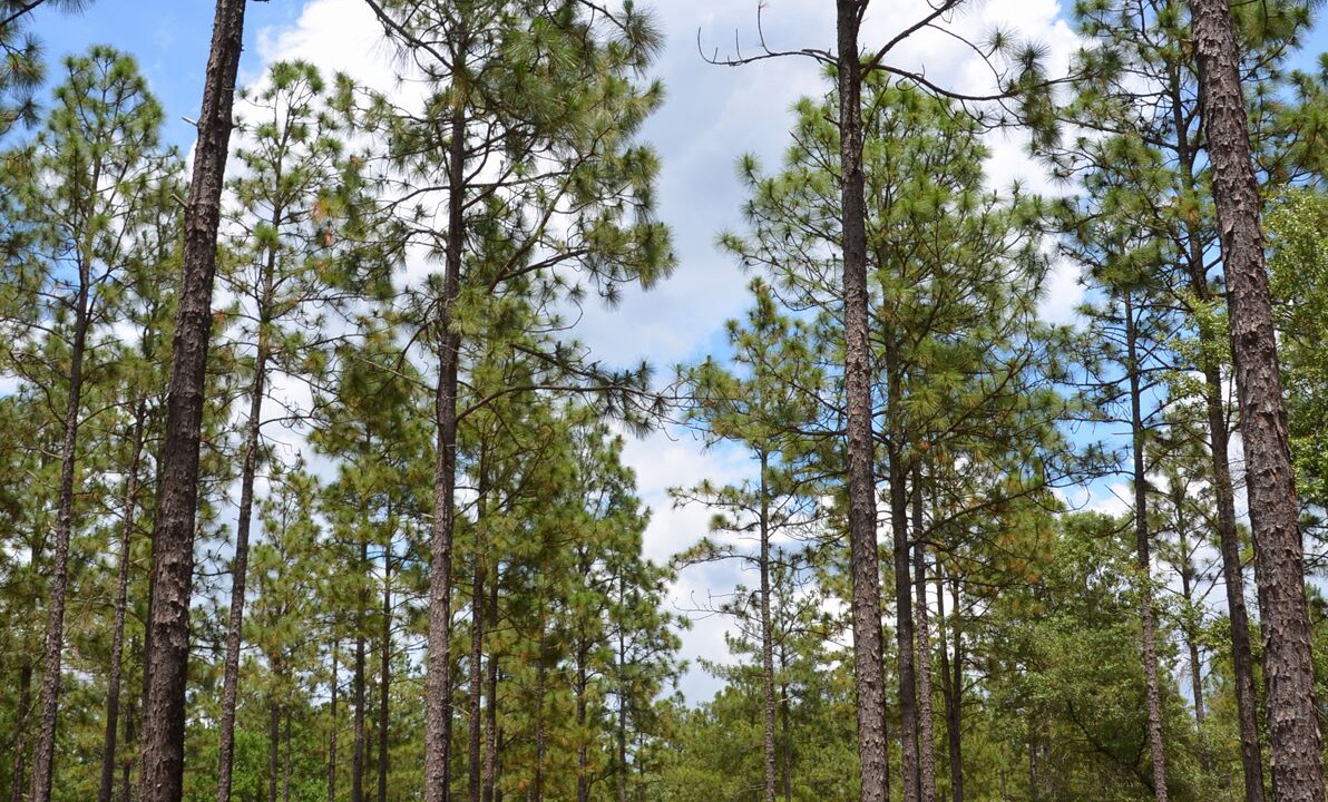 Photo of Outdoor in Aiken