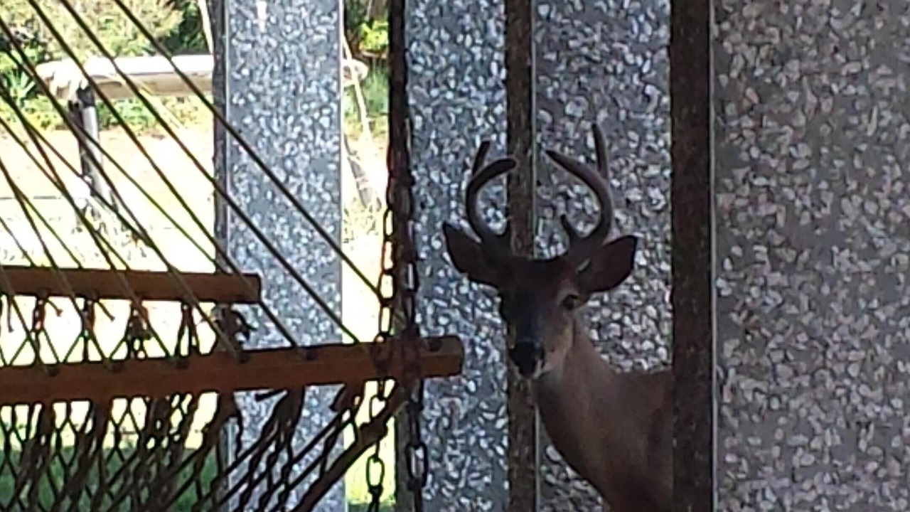 Photo of Others in Saint Helena Island