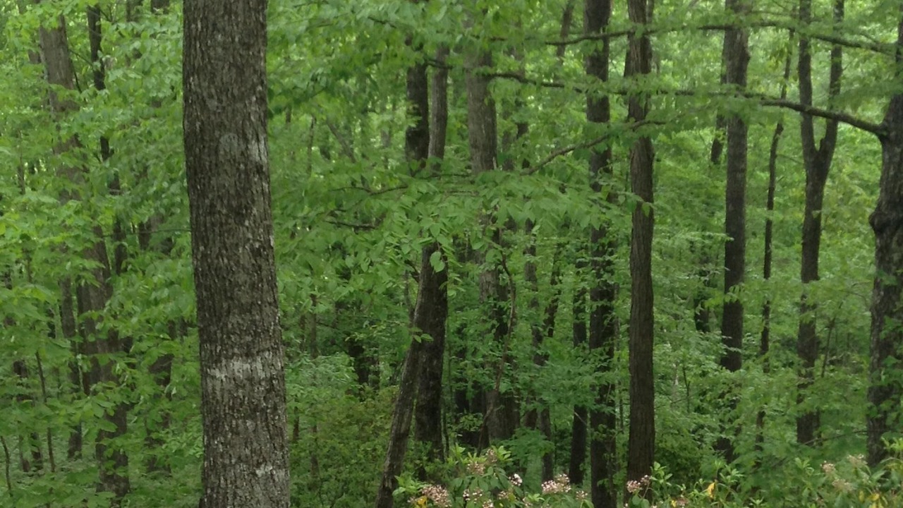Photo of Others in Brevard
