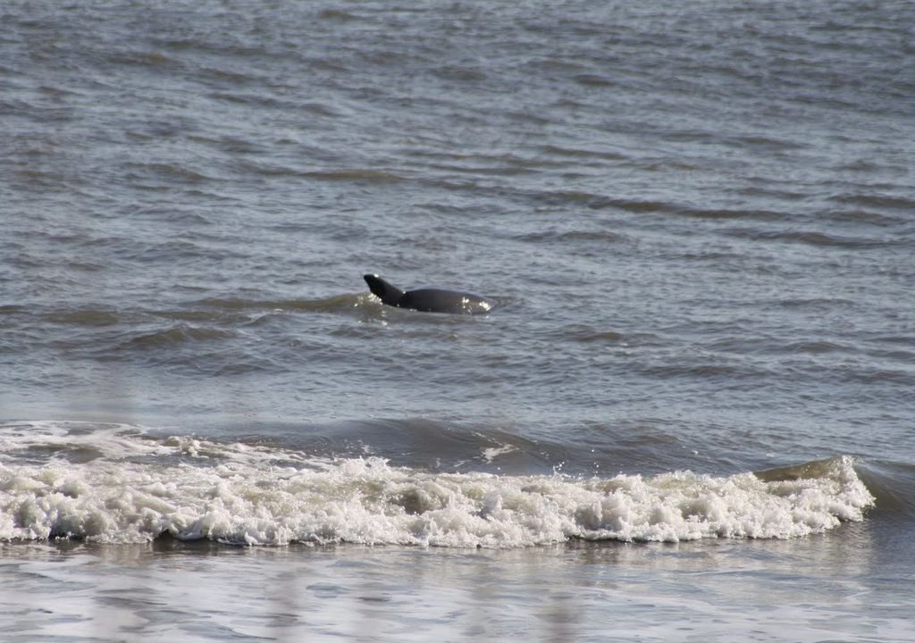 Photo of Others in Edisto Island