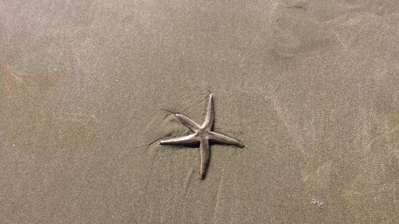Photo of Others in Myrtle Beach