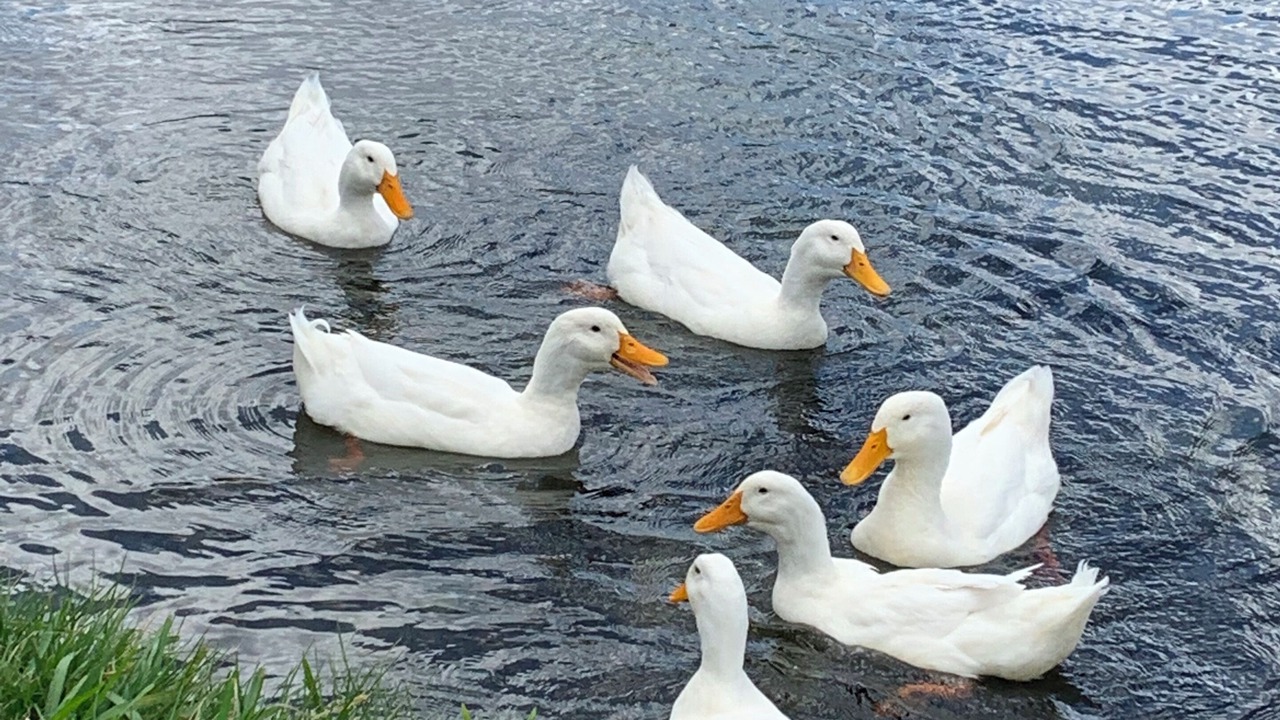 Photo of Others in Historic Downtown Melbourne