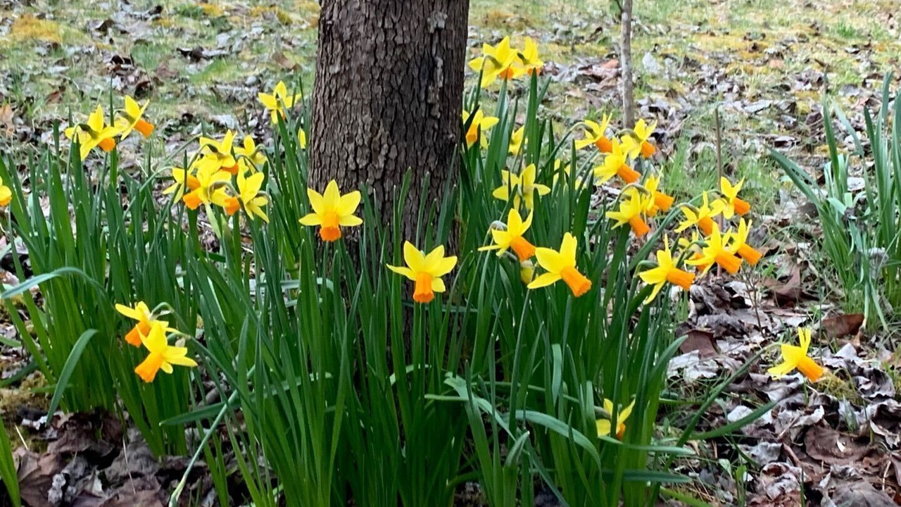 Photo of Outdoor in Pisgah Forest