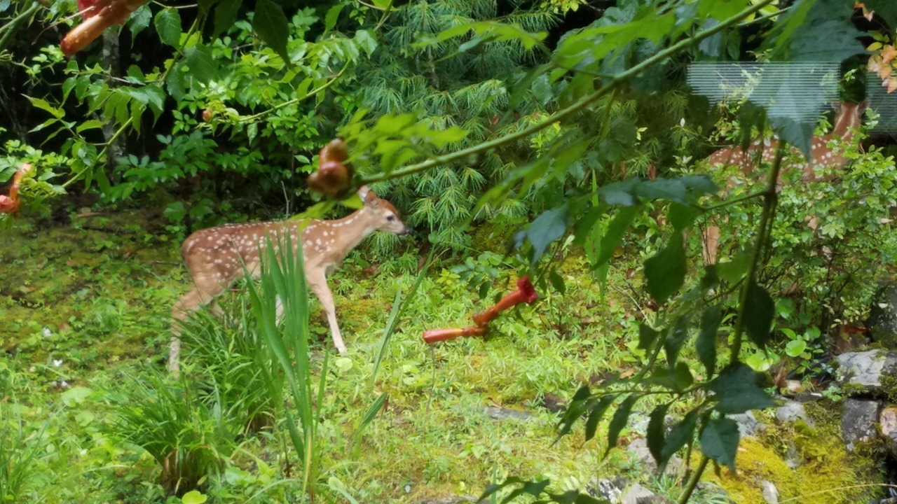 Photo of Others in Pisgah Forest