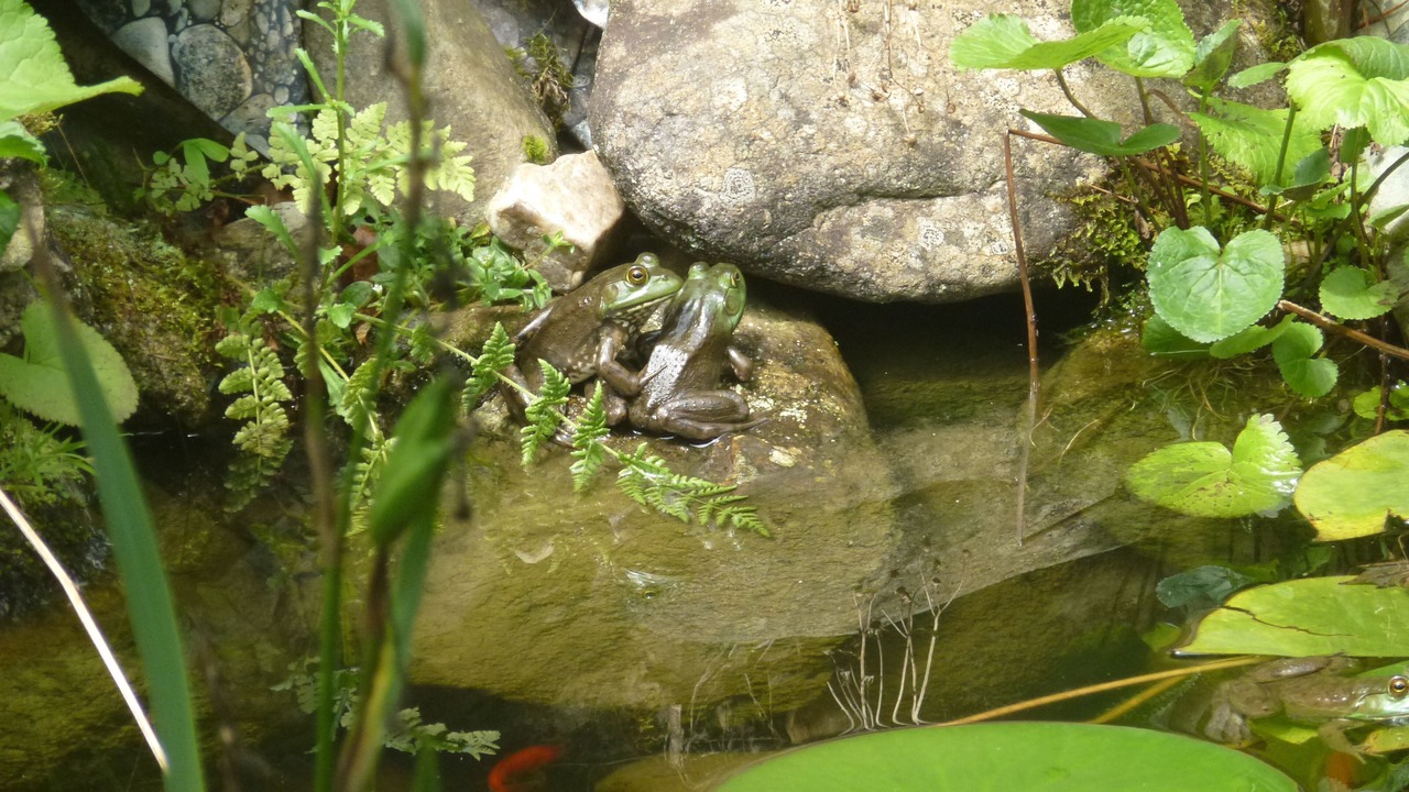 Photo of Others in Pisgah Forest