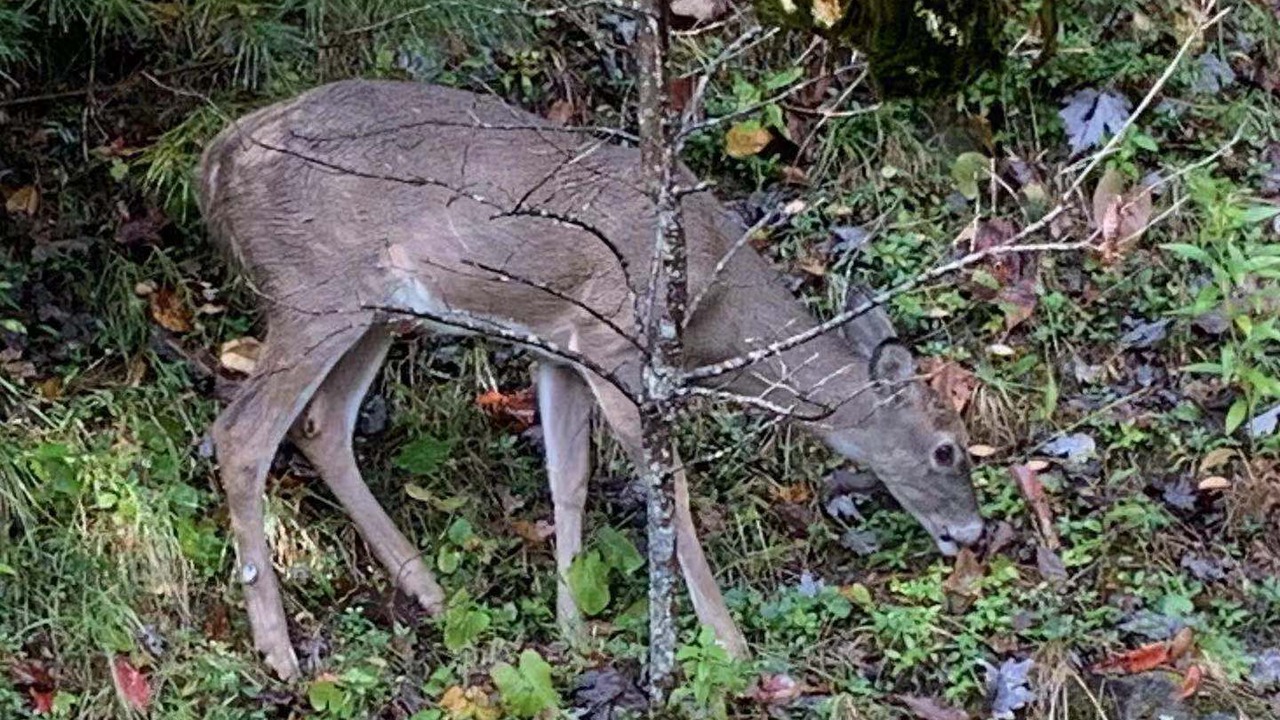 Photo of Others in Pisgah Forest