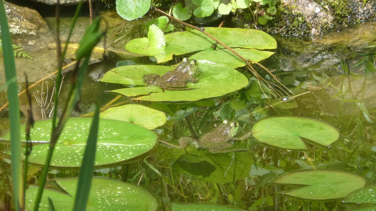 Photo of Others in Pisgah Forest