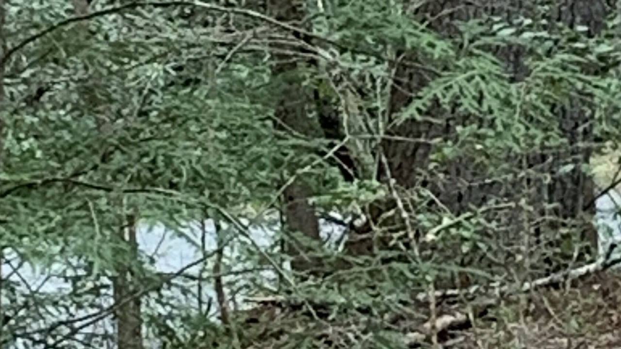 Photo of Outdoor in Pisgah Forest