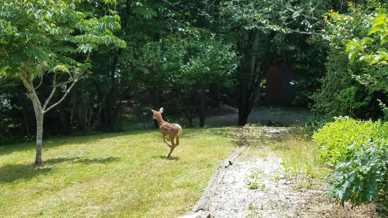Photo of Others in Pisgah Forest