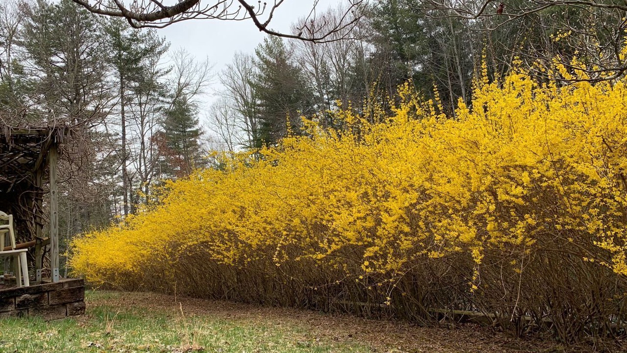 Photo of Outdoor in Pisgah Forest