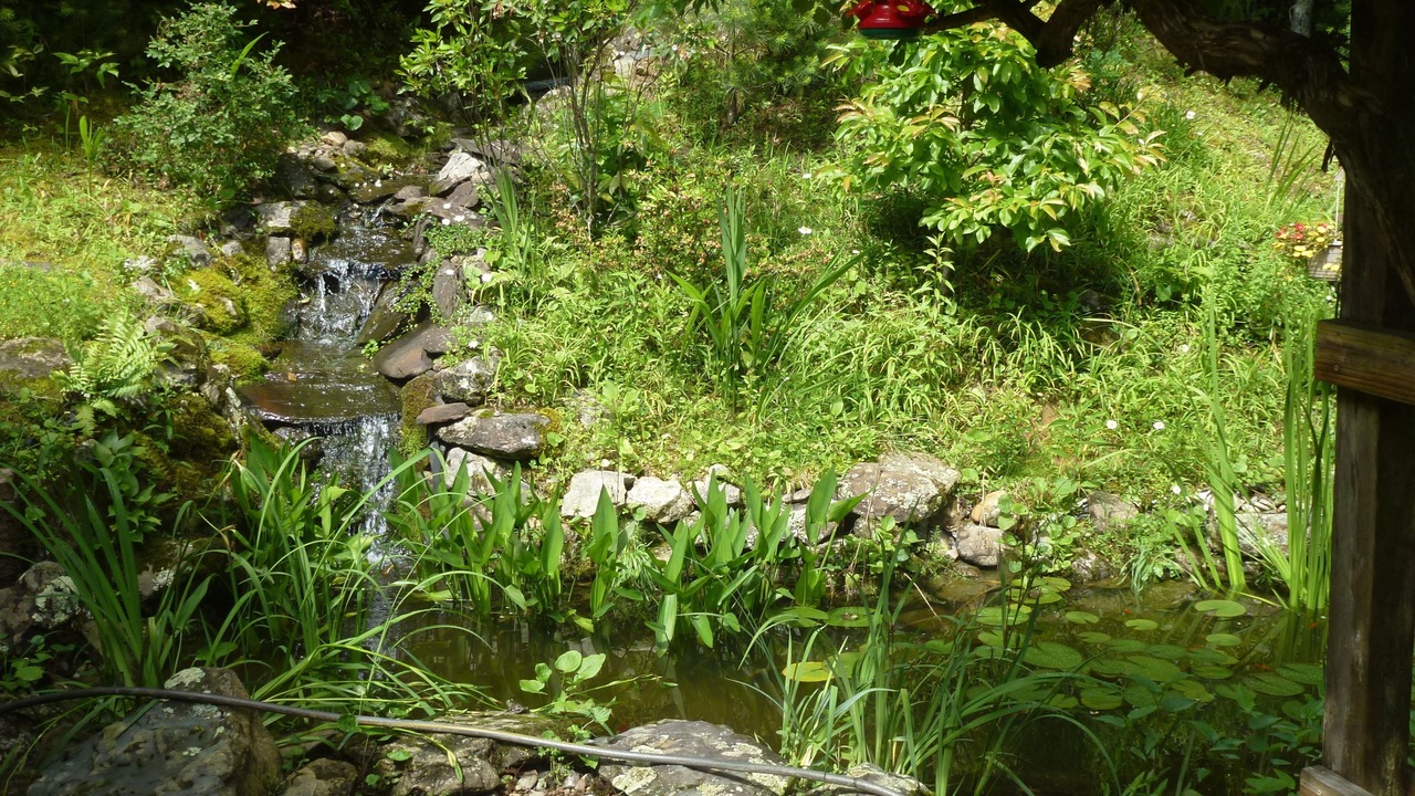 Photo of Others in Pisgah Forest