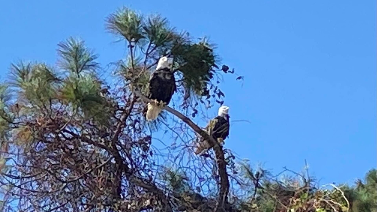 Photo of Others in Palmetto Dunes