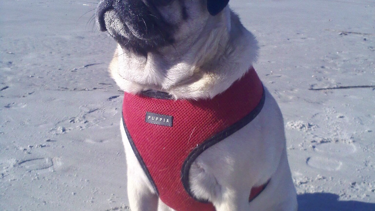 Photo of Others in Saint Helena Island