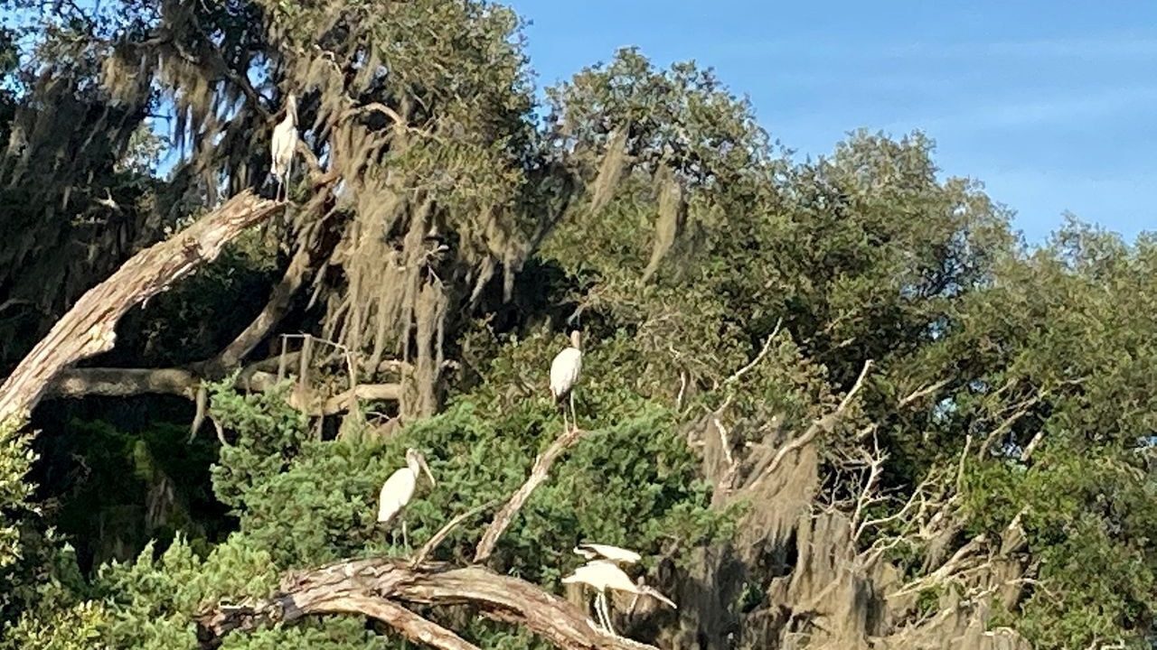Photo of Others in Midway