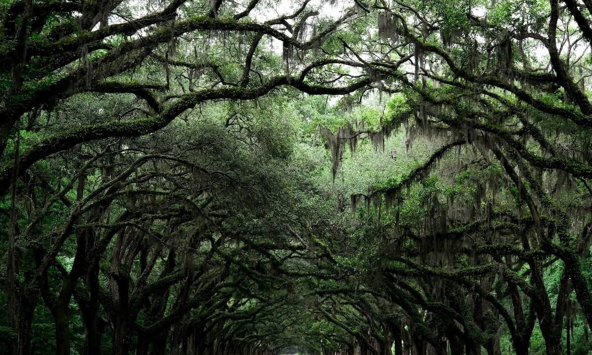 Photo of Others in Savannah