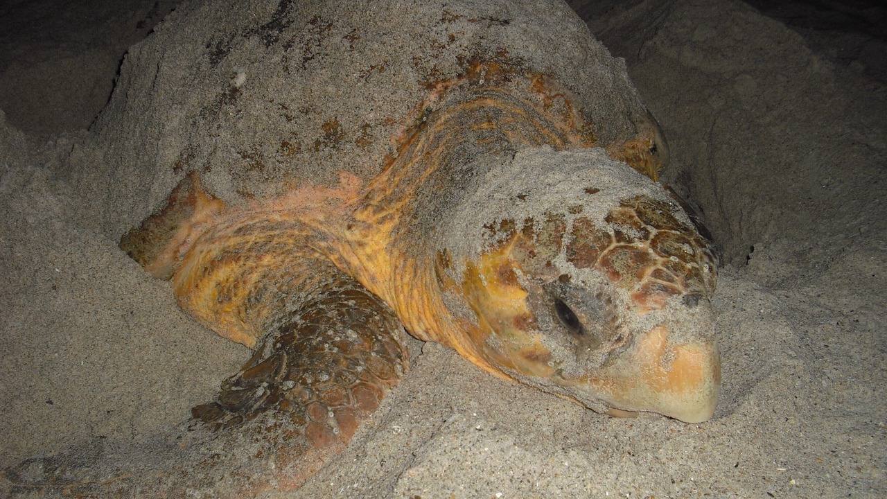 Photo of Others in Melbourne Beach