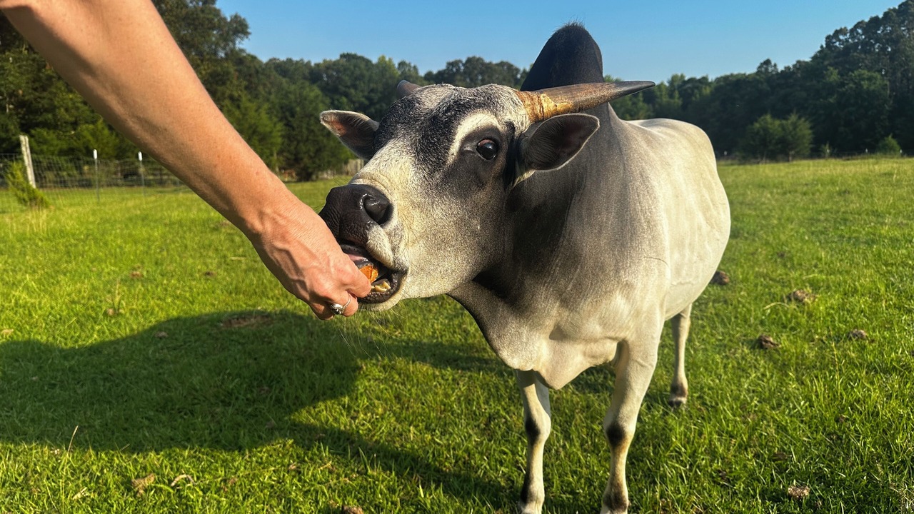 Photo of Others in Abbeville County