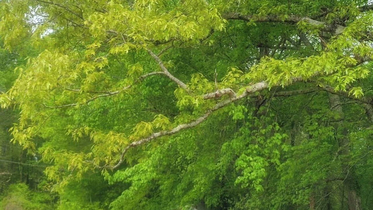Photo of Outdoor in Piedmont