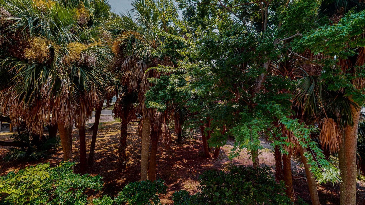 Photo of Outdoor in Edisto Island