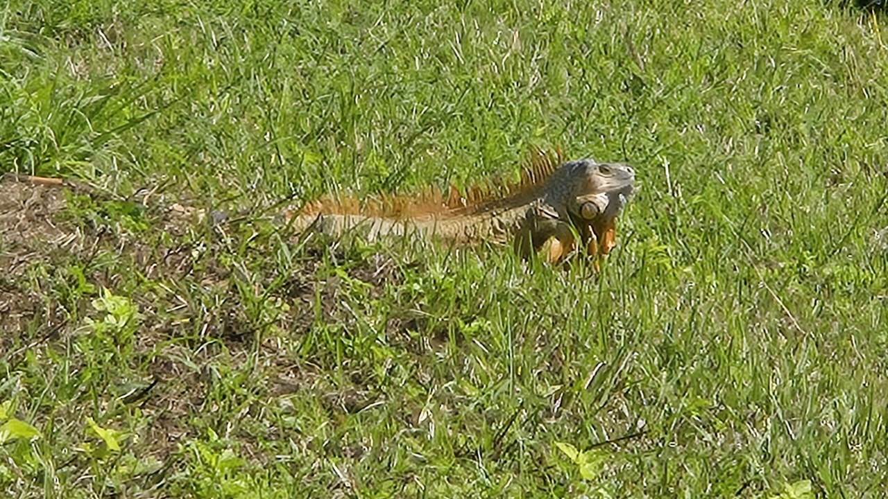 Photo of Others in Port Saint Lucie