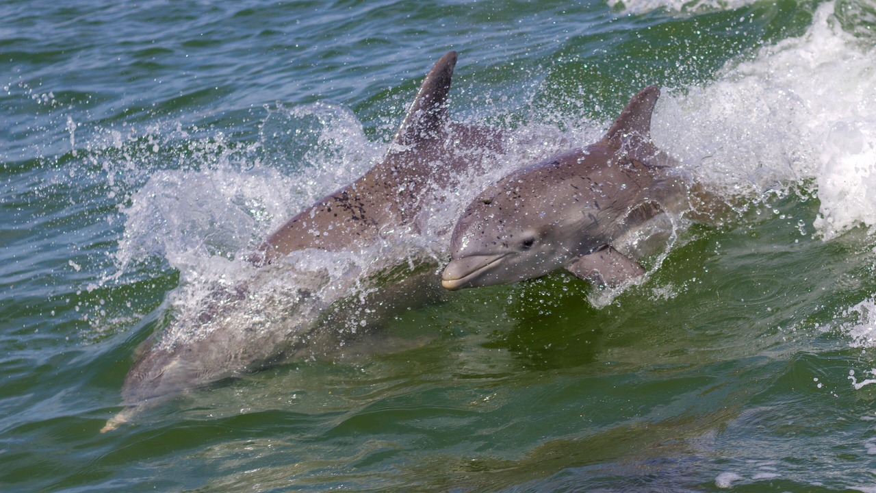 Photo of Others in Vero Beach South