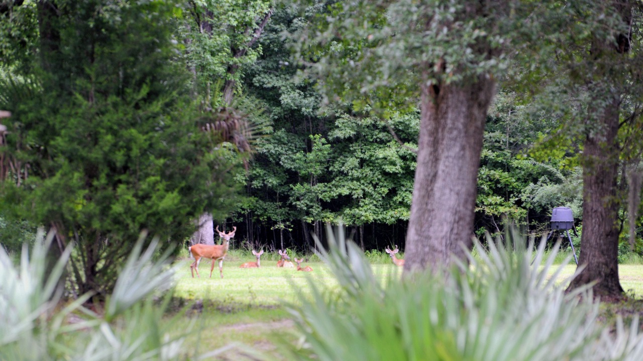 Photo of Others in Johns Island