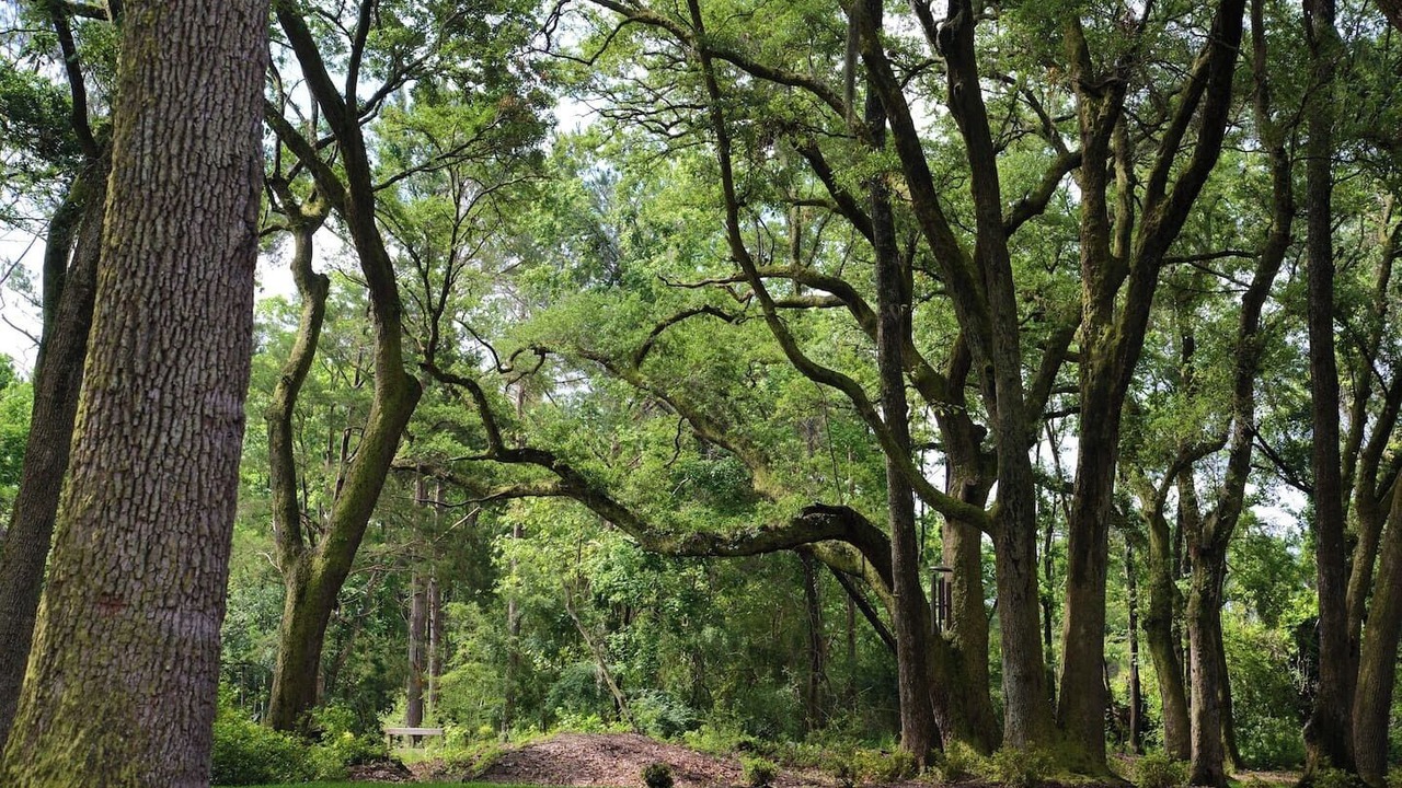 Photo of Others in Johns Island