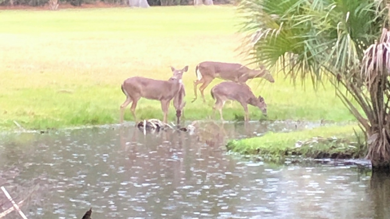 Photo of Others in Ocean Ridge