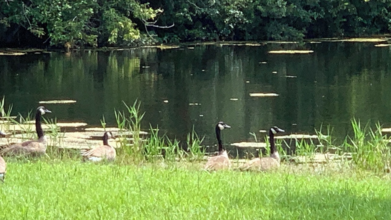 Photo of Others in Orangeburg