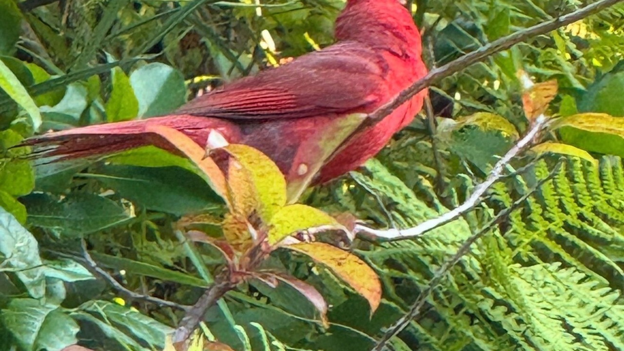 Photo of Others in Cullowhee