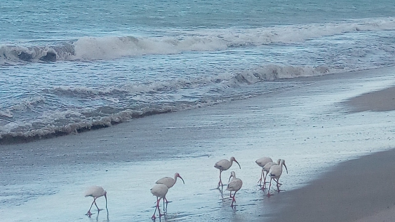Photo of Others in Wabasso Beach